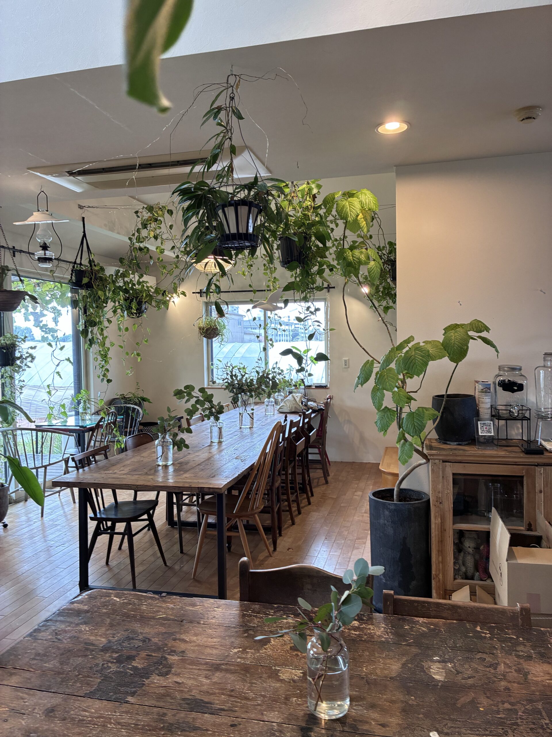 植物が天井や窓辺に飾られ、木の長いテーブルが置かれたコトコトの店内